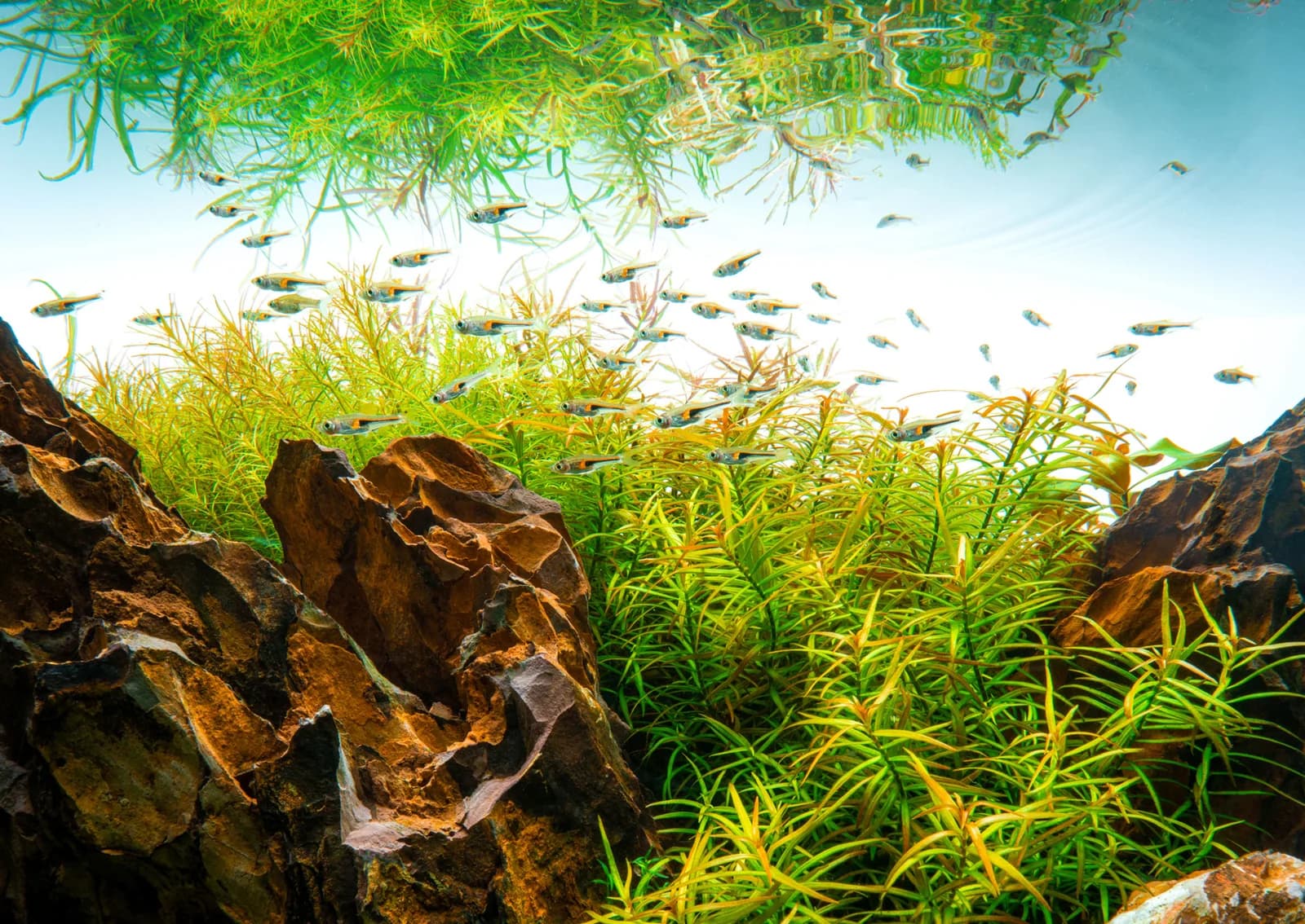 Natural stone, aquatic plants, and schooling fish in an Ultum Nature Systems aquarium